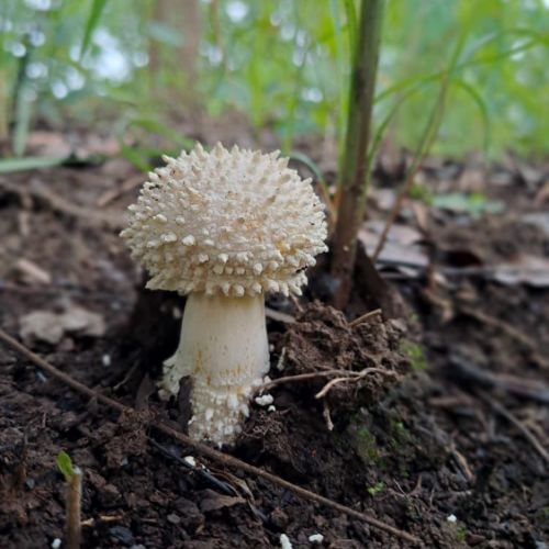 Agence territoriale pour le Développement - Forêt de Miombo