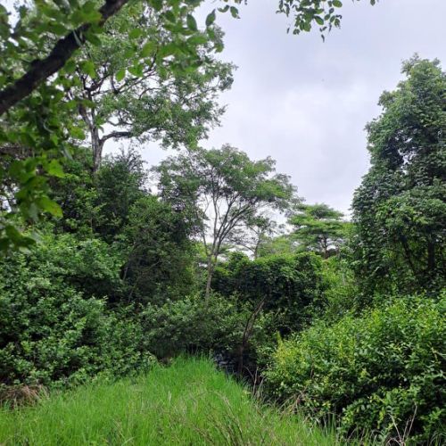 Agence territoriale pour le Développement - Forêt de Miombo
