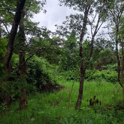 Agence territoriale pour le Développement - Forêt de Miombo