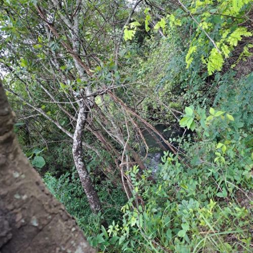 Agence territoriale pour le Développement - Forêt de Miombo