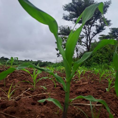 Agence territoriale pour le Développement - Forêt de Miombo
