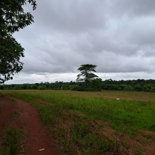 Agence territoriale pour le Développement - Forêt de Miombo