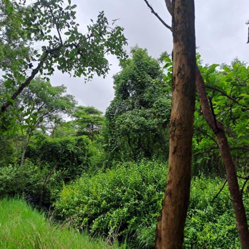 Agence territoriale pour le Développement - Forêt de Miombo