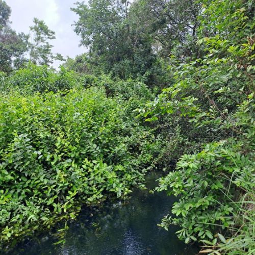 Agence territoriale pour le Développement - Forêt de Miombo