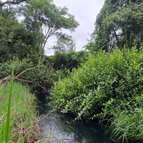 Agence territoriale pour le Développement - Forêt de Miombo