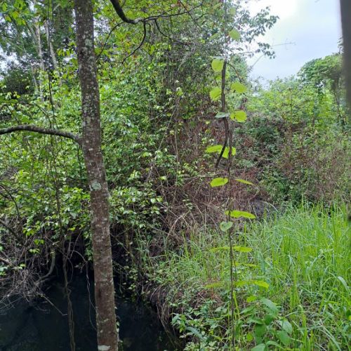 Agence territoriale pour le Développement - Forêt de Miombo