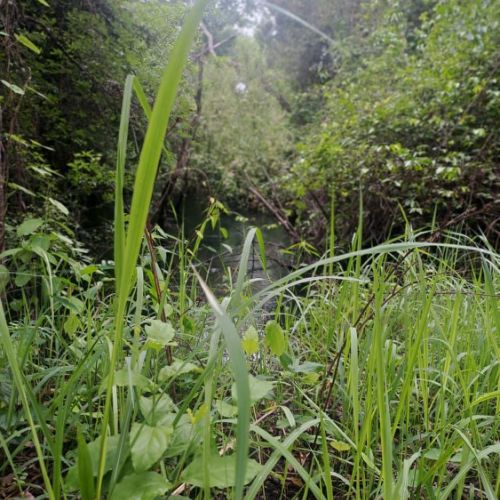 Agence territoriale pour le Développement - Forêt de Miombo