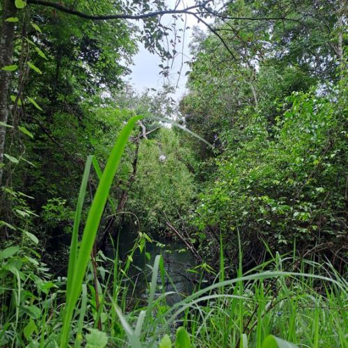 Agence territoriale pour le Développement - Forêt de Miombo