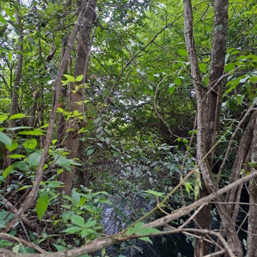Agence territoriale pour le Développement - Forêt de Miombo