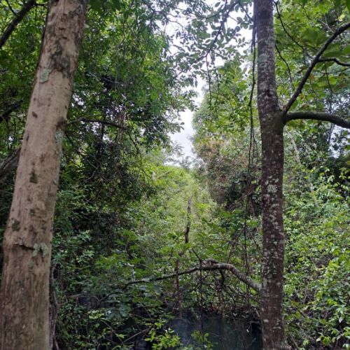 Agence territoriale pour le Développement - Forêt de Miombo