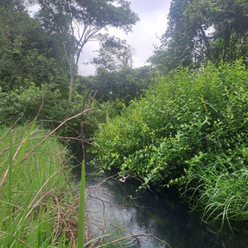 Agence territoriale pour le Développement - Forêt de Miombo
