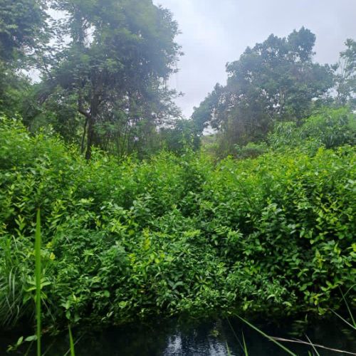 Agence territoriale pour le Développement - Forêt de Miombo